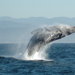 Happy Humpback Whale Says Bye-bye F-word