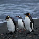 Penguins Walking On Beach tagged for reused on Google Images