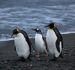 Penguins Walking On Beach tagged for reused on Google Images